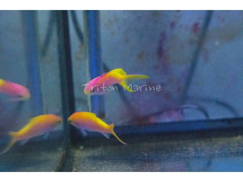 Bartlett's Anthias (Pseudanthias bartlettorum)