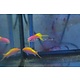 Bartlett's Anthias (Pseudanthias bartlettorum)