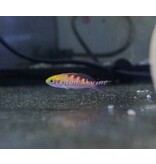 Red Saddled Anthias  (Pseudanthias flavoguttatus) Red Saddled Anthias  (Pseudanthias flavoguttatus)