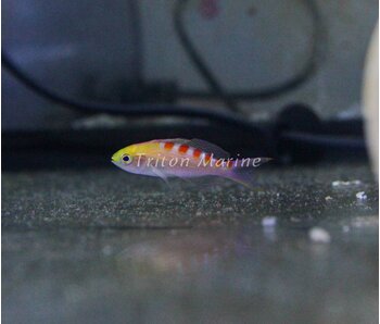 Red Saddled Anthias  (Pseudanthias flavoguttatus)