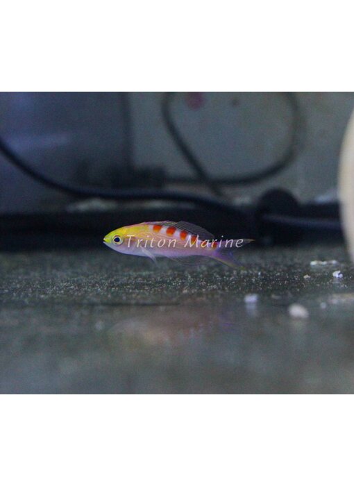 Red Saddled Anthias  (Pseudanthias flavoguttatus)
