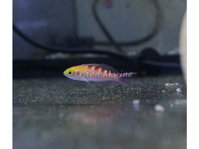 Red Saddled Anthias  (Pseudanthias flavoguttatus)
