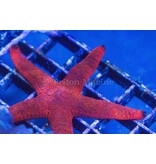 Red and Black Sea Star (Fromia milleporella)