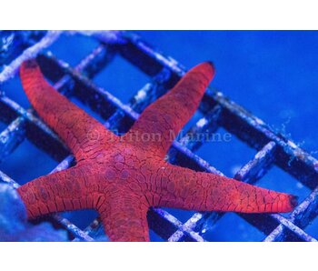 Red and Black Sea Star (Fromia milleporella)