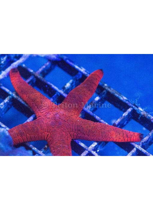 Red and Black Sea Star (Fromia milleporella)