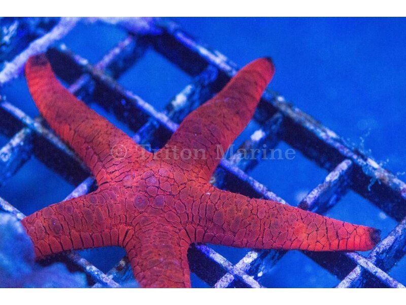 Red and Black Sea Star (Fromia milleporella)