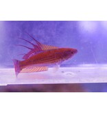 Yellowfin Flasher Wrasse (Paracheilinus flavianalis)