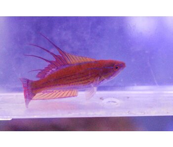 Yellowfin Flasher Wrasse (Paracheilinus flavianalis)