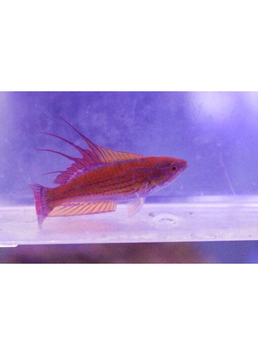 Yellowfin Flasher Wrasse (Paracheilinus flavianalis)