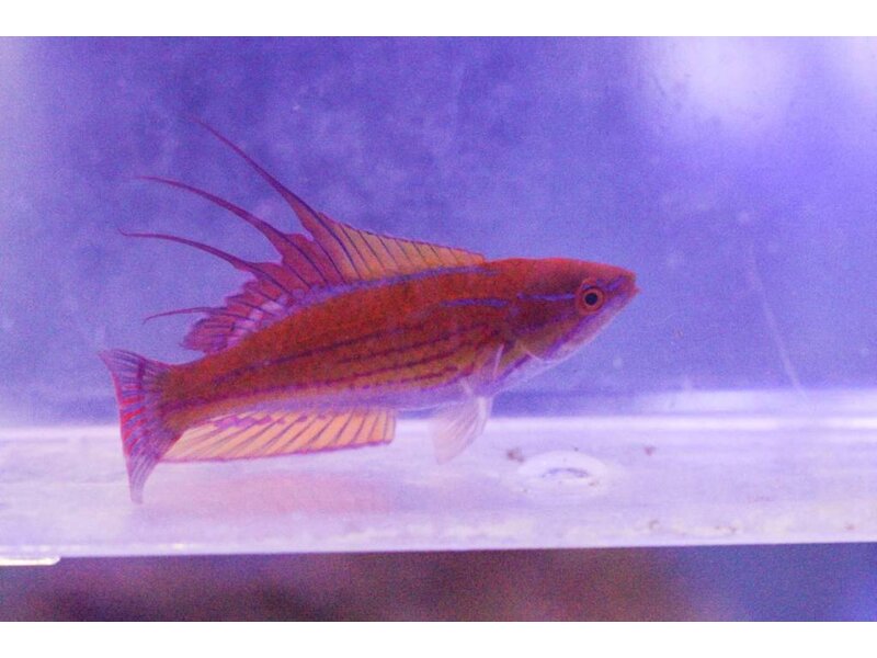 Yellowfin Flasher Wrasse (Paracheilinus flavianalis)