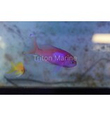 Squareback Anthias (Pseudanthias pleurotaenia) Male