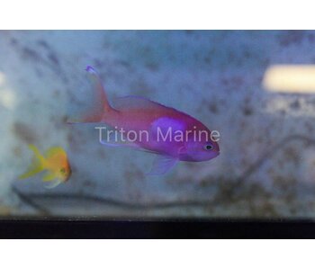 Squareback Anthias (Pseudanthias pleurotaenia) Male