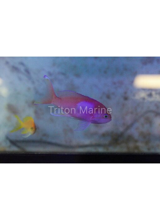 Squareback Anthias (Pseudanthias pleurotaenia) Male