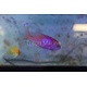 Squareback Anthias (Pseudanthias pleurotaenia) Male