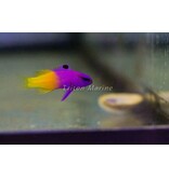 Royal Gramma Basslet (Gramma loreto)