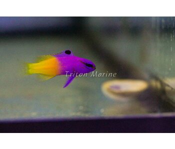 Royal Gramma Basslet (Gramma loreto)