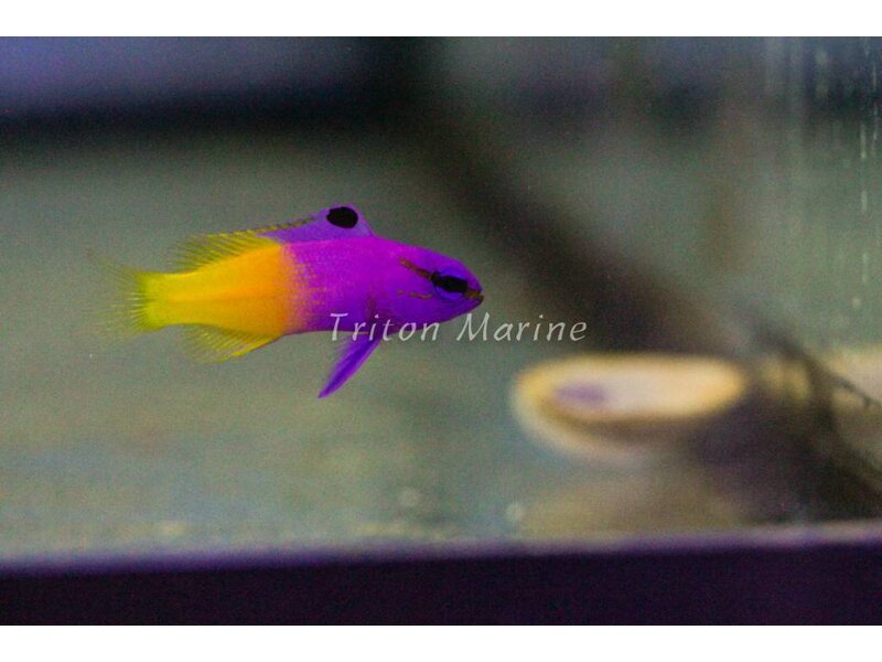 Royal Gramma Basslet (Gramma loreto)
