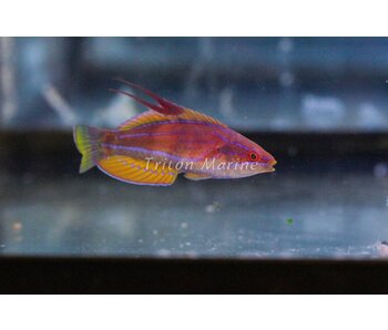 Carpenter's Flasher Wrasse (Paracheilinus carpenteri)