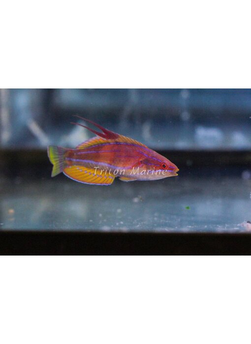 Carpenter's Flasher Wrasse (Paracheilinus carpenteri)