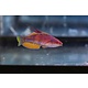 Carpenter's Flasher Wrasse (Paracheilinus carpenteri)