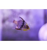 Pajama Cardinal (Sphaeramia nematoptera) G