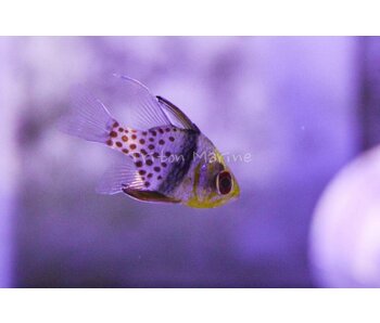 Pajama Cardinal (Sphaeramia nematoptera) G