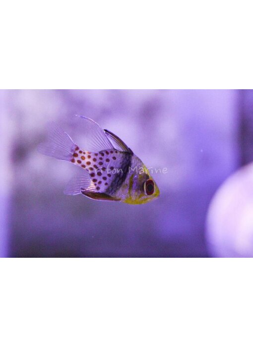 Pajama Cardinal (Sphaeramia nematoptera) G