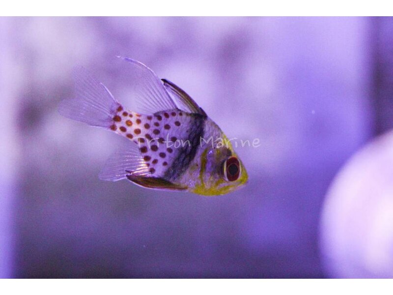 Pajama Cardinal (Sphaeramia nematoptera) G