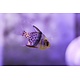Pajama Cardinal (Sphaeramia nematoptera) G