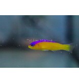 Purple Stripe Dottyback (Pseudochromis diadema)