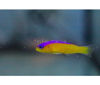 Purple Stripe Dottyback (Pseudochromis diadema)