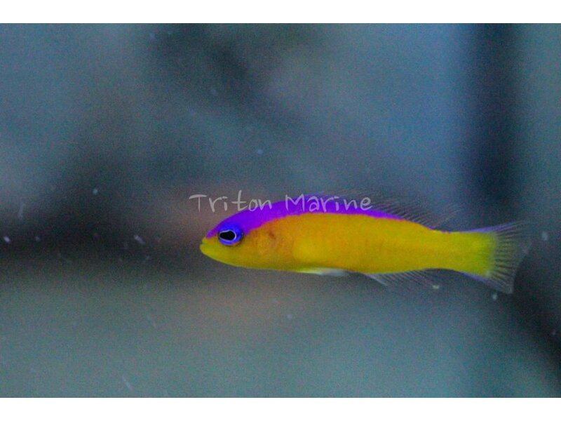 Purple Stripe Dottyback (Pseudochromis diadema)