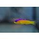 Purple Stripe Dottyback (Pseudochromis diadema)