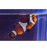 Chocolate Mocha Clownfish (Amphiprion ocellaris) Captive Bred G