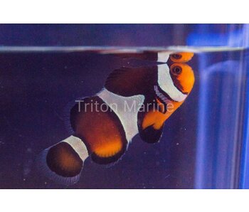 Chocolate Mocha Clownfish (Amphiprion ocellaris) Captive Bred G