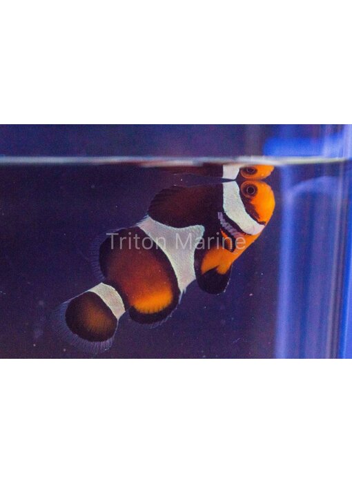 Chocolate Mocha Clownfish (Amphiprion ocellaris) Captive Bred G