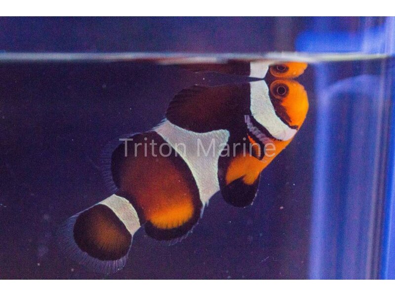 Chocolate Mocha Clownfish (Amphiprion ocellaris) Captive Bred G