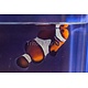Chocolate Mocha Clownfish (Amphiprion ocellaris) Captive Bred G