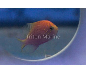 Fathead Sunburst Anthias (Serranocirrhitus latus)