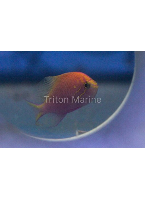 Fathead Sunburst Anthias (Serranocirrhitus latus)