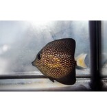 Gem Tang (Zebrasoma gemmatum)
