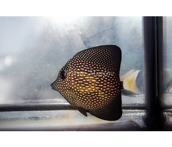 Gem Tang (Zebrasoma gemmatum)