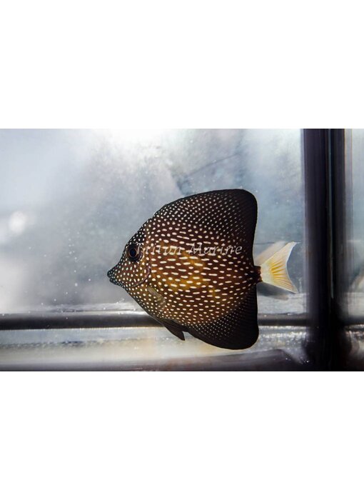 Gem Tang (Zebrasoma gemmatum)