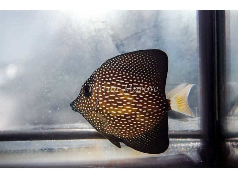 Gem Tang (Zebrasoma gemmatum)
