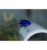 Blue Sapphire Damselfish (Chrysiptera springeri)