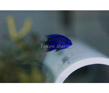Blue Sapphire Damselfish (Chrysiptera springeri)
