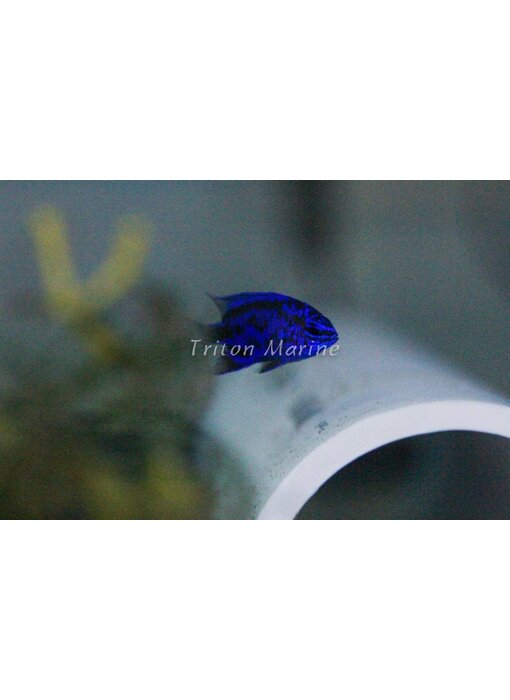 Blue Sapphire Damselfish (Chrysiptera springeri)