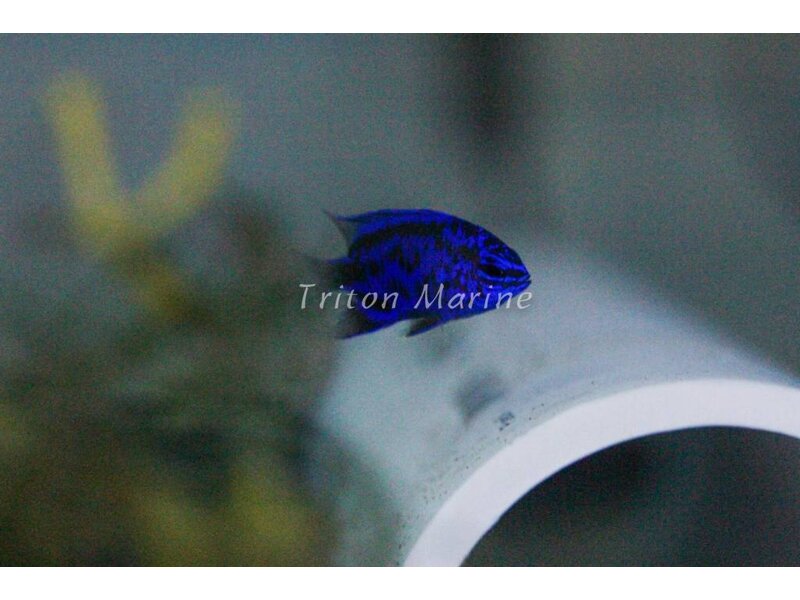 Blue Sapphire Damselfish (Chrysiptera springeri)