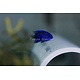 Blue Sapphire Damselfish (Chrysiptera springeri)