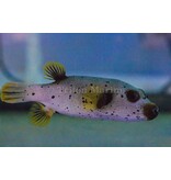 Freckled Dogface Puffer (Arothron nigropunctatus) G